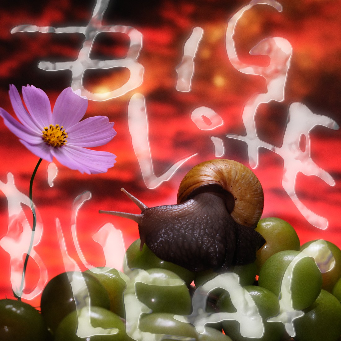 No Joy and Fire-Toolz Announce New EP 'Big Life, Big Leaf'